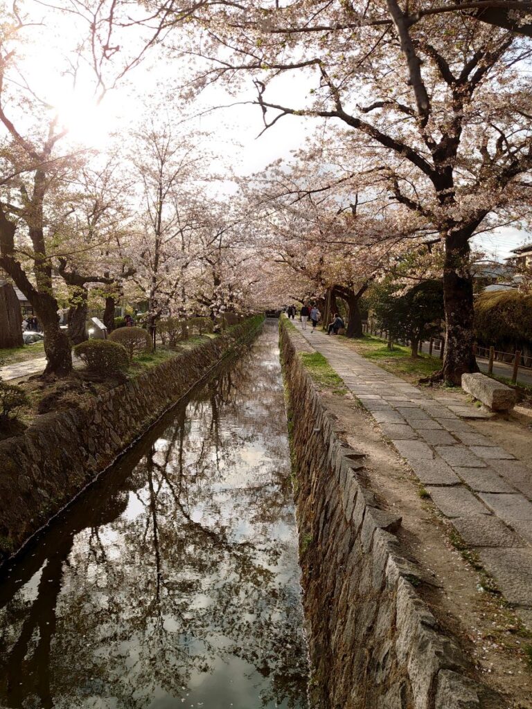 Japanese cherry blossoms sakura around Kyoto's Philosophers' Path.